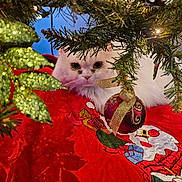 Kitty is registered to the contest to win money with this photo: cat, white_cat, christmas_tree, christmas_lights, christmas_ornament, red_tree_skirt, santa_claus, holiday, festive, decorations, green_leaves, glitter, cute, pet, fur, animal, indoor, cozy, curious, face