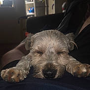 Tyrion is registered to the contest to win money with this photo: adorable, animal, calm, closeup, companion, cozy, cute, dog, fur, furry, home, indoor, nap, paws, pet, quiet, relaxed, resting, sleeping, snout