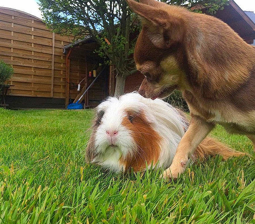 Iris participe au concours pour gagner de l'argent avec cette photo : cat, domestic_rabbit, ear, fawn, felidae, grass, guinea_pig, lawn, plant, rabbit, rabbits_and_hares, whiskers