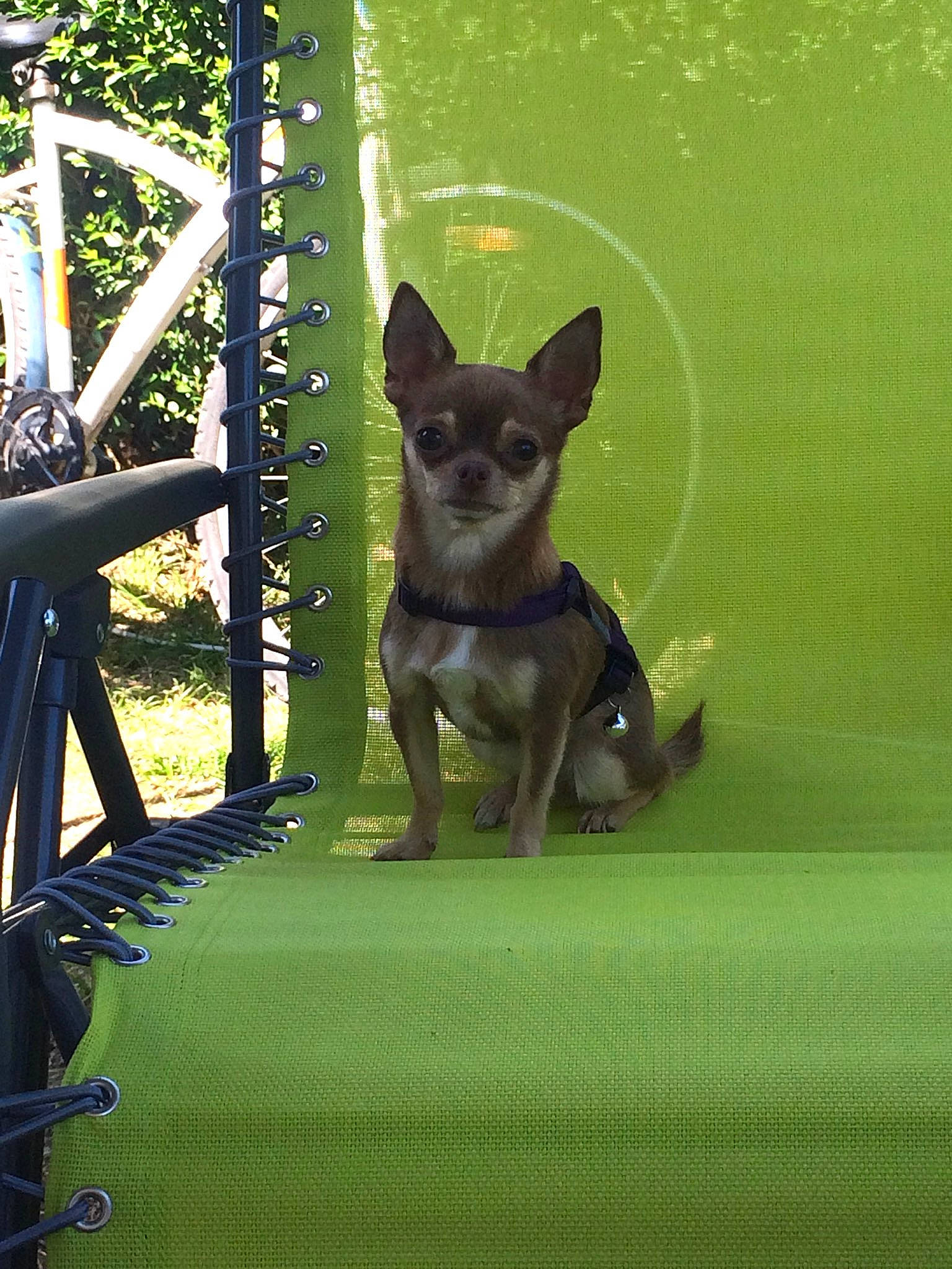 Iris participe au concours pour gagner de l'argent avec cette photo : australian_kelpie, canidae, carnivore, chihuahua, dog, dog_breed, mammal, obedience_training, snout, swedish_vallhund, vertebrate