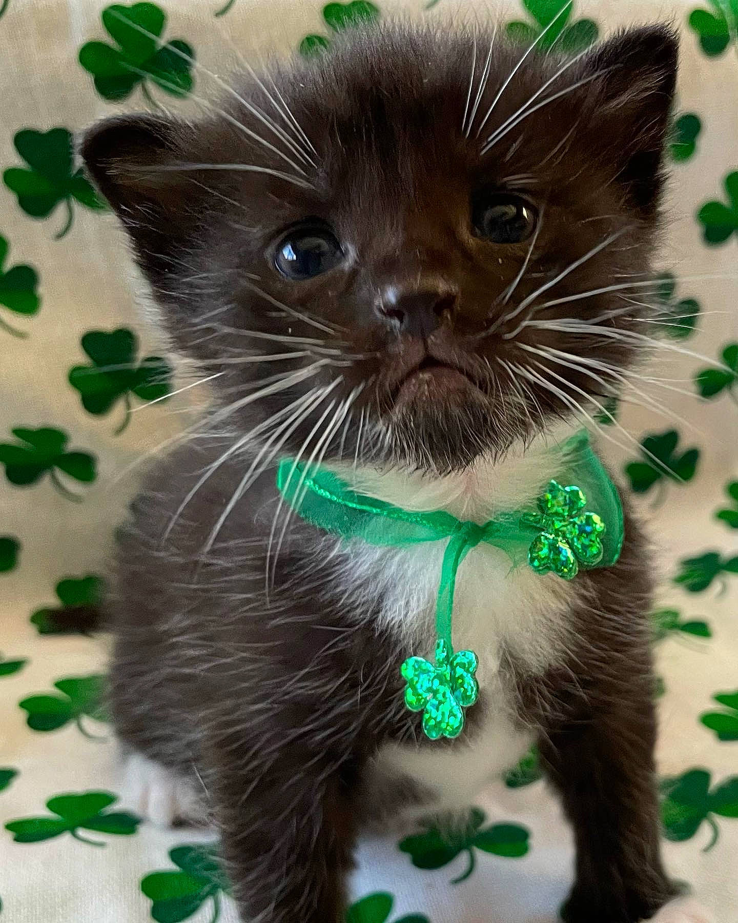 Paddy joined the competition — help win amazing prizes! black_cat, bow_tie, carnivore, cat, collar, domestic_short_haired_cat, fashion_accessory, felidae, fur, grass, green, pattern, photo_caption, plant, small_to_medium_sized_cats, snout, tail, terrestrial_animal, tie, whiskers