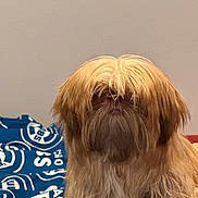 Lambo joined the competition — help win amazing prizes! dog, long_hair, fluffy, pet, indoor, blanket, blue, brown, shaggy, cute, animal, mammal, fur, portrait, sitting, companion, furry, domestic, cute_pet, cozy