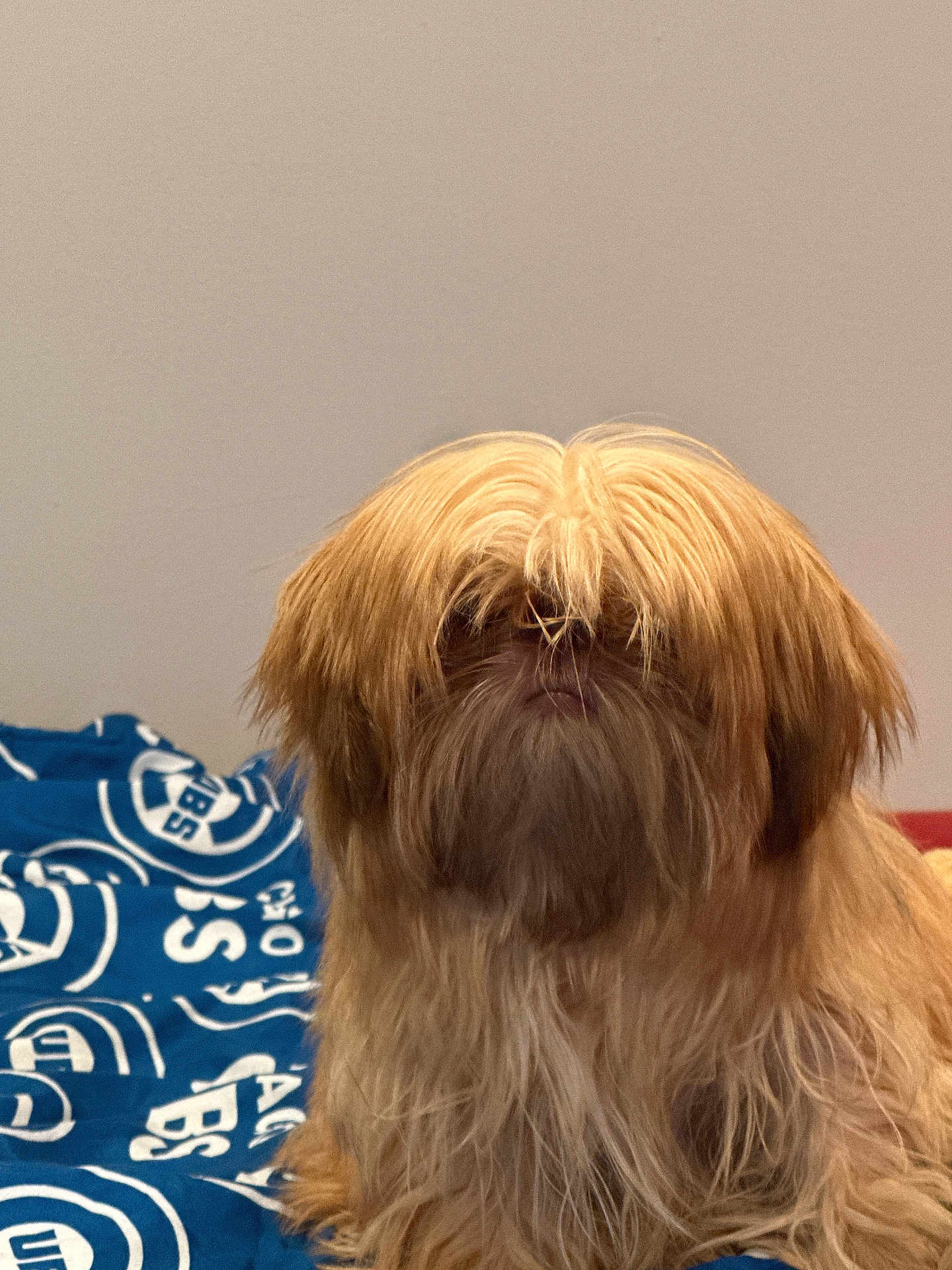 Lambo joined the competition — help win amazing prizes! dog, long_hair, fluffy, pet, indoor, blanket, blue, brown, shaggy, cute, animal, mammal, fur, portrait, sitting, companion, furry, domestic, cute_pet, cozy