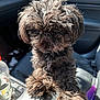 Gizmo joined the competition — help win amazing prizes! affenpinscher, animal, bottle, canine, dog, machine, pet, poodle, puppy, spoke, terrier, waterbottle