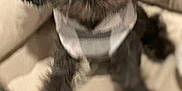 Gizmo joined the competition — help win amazing prizes! affenpinscher, animal, canine, dog, face, head, person, pet, poodle, puppy, terrier