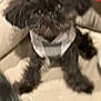 affenpinscher, animal, canine, dog, face, head, person, pet, poodle, puppy, terrier