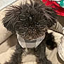Gizmo joined the competition — help win amazing prizes! affenpinscher, animal, canine, dog, pet, poodle, puppy, terrier