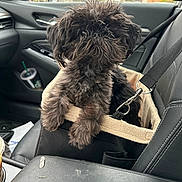 Gizmo joined the competition — help win amazing prizes! accessories, affenpinscher, animal, belt, canine, car, car_interior, carseat, cushion, dog, headrest, homedecor, machine, pet, poodle, puppy, spoke, terrier, transportation, vehicle