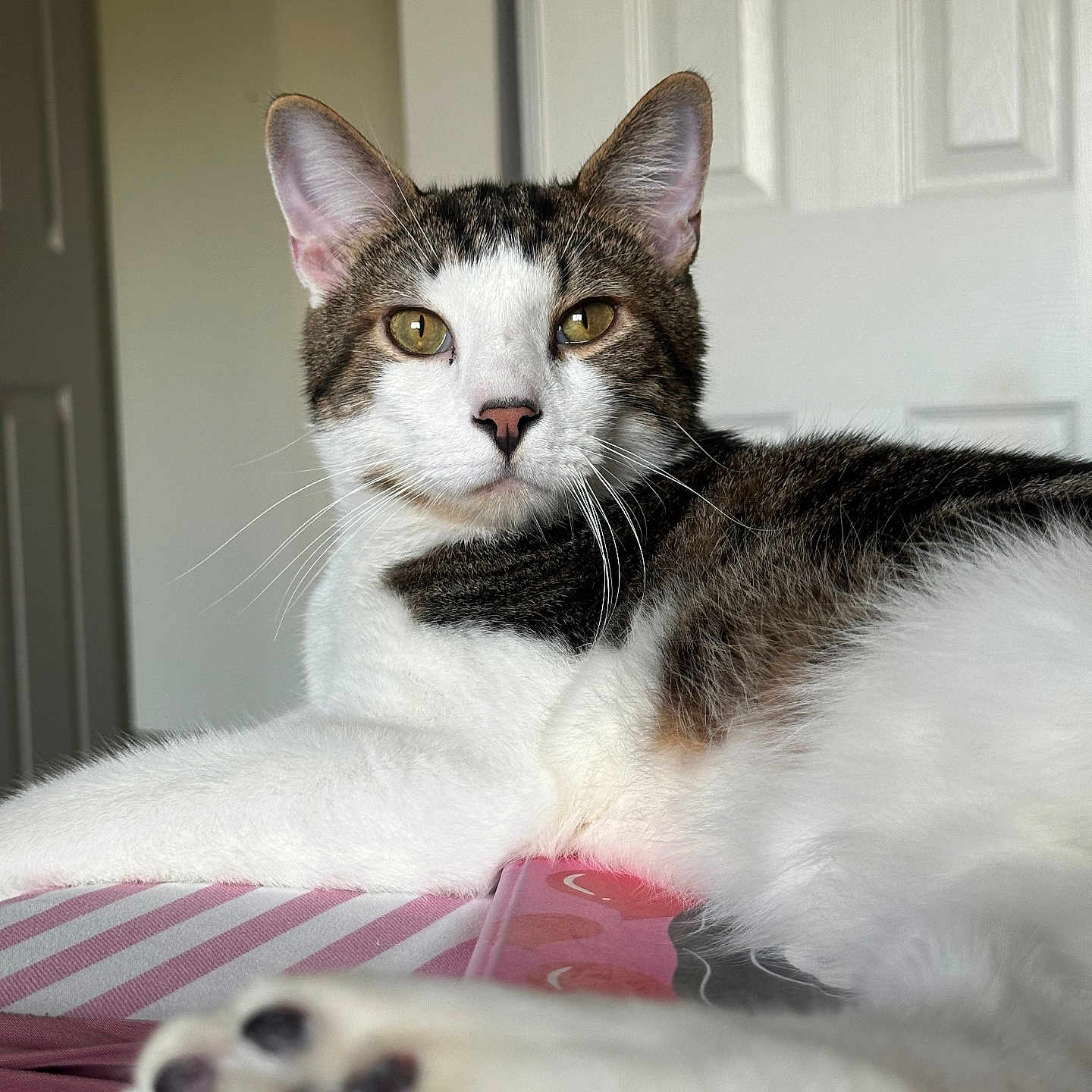 Theo joined the competition — help win amazing prizes! cat, tabby, white_fur, paw, close_up, indoor, pet, feline, striped_surface, relaxed, portrait, animal, whiskers, ears, golden_eyes, door, home, soft_light, fur, cute