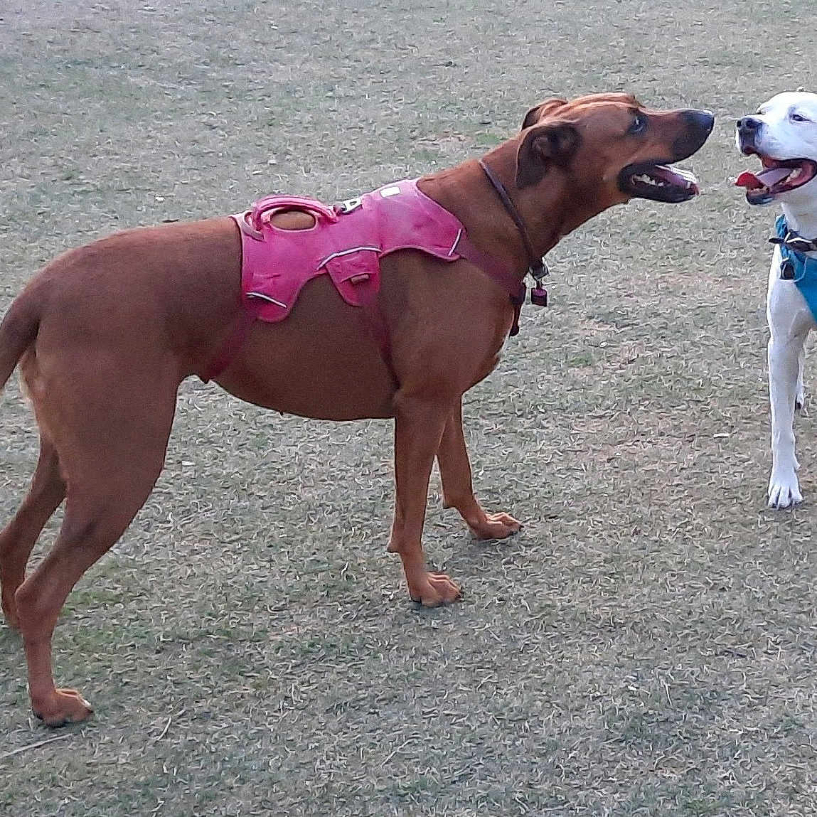 Huck And Tess joined the competition — help win amazing prizes! animal, brown_dog, canine, collar, daylight, dog, dogs, grass, happy, harness, interaction, muzzle, outdoor, park, pet, playful, standing, tail, tongue, white_dog