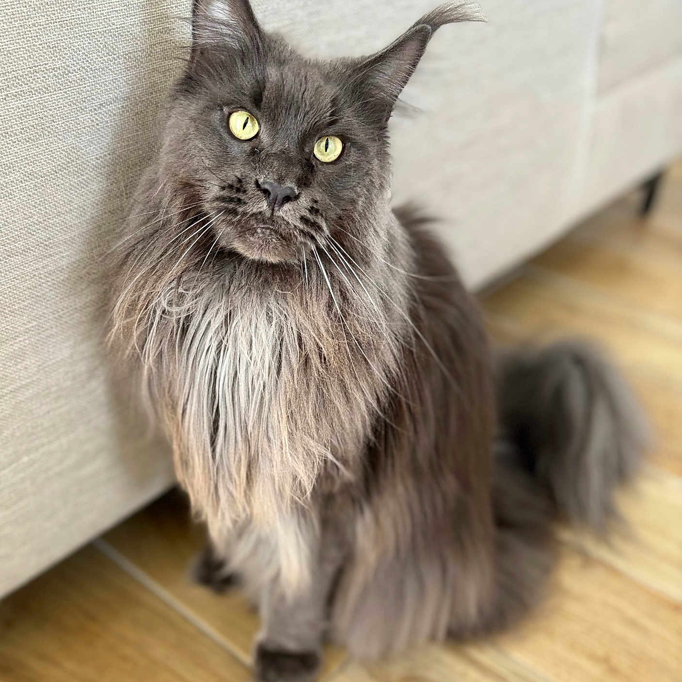 Sirius Black