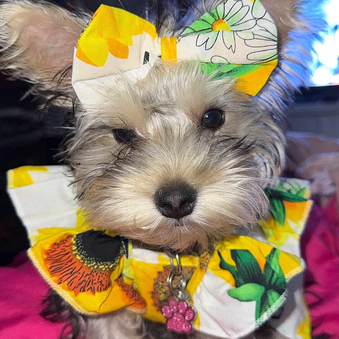Luna is registered to the contest to win money with this photo: accessory, adorable, animal, bow, close_up, costume, curious, cute, dog, domestic_animal, flower_pattern, fur, furry, indoor, pet, pink_blanket, portrait, sitting, small_dog, sunflower