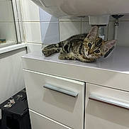 Mimi participe au concours pour gagner de l'argent avec cette photo : kitten, cat, tabby, bathroom, sink, cabinet, tile, plumbing, white, curious, lying_down, pet, indoor, young, animal, fur, wide_eyes, mischievous, clean, domestic