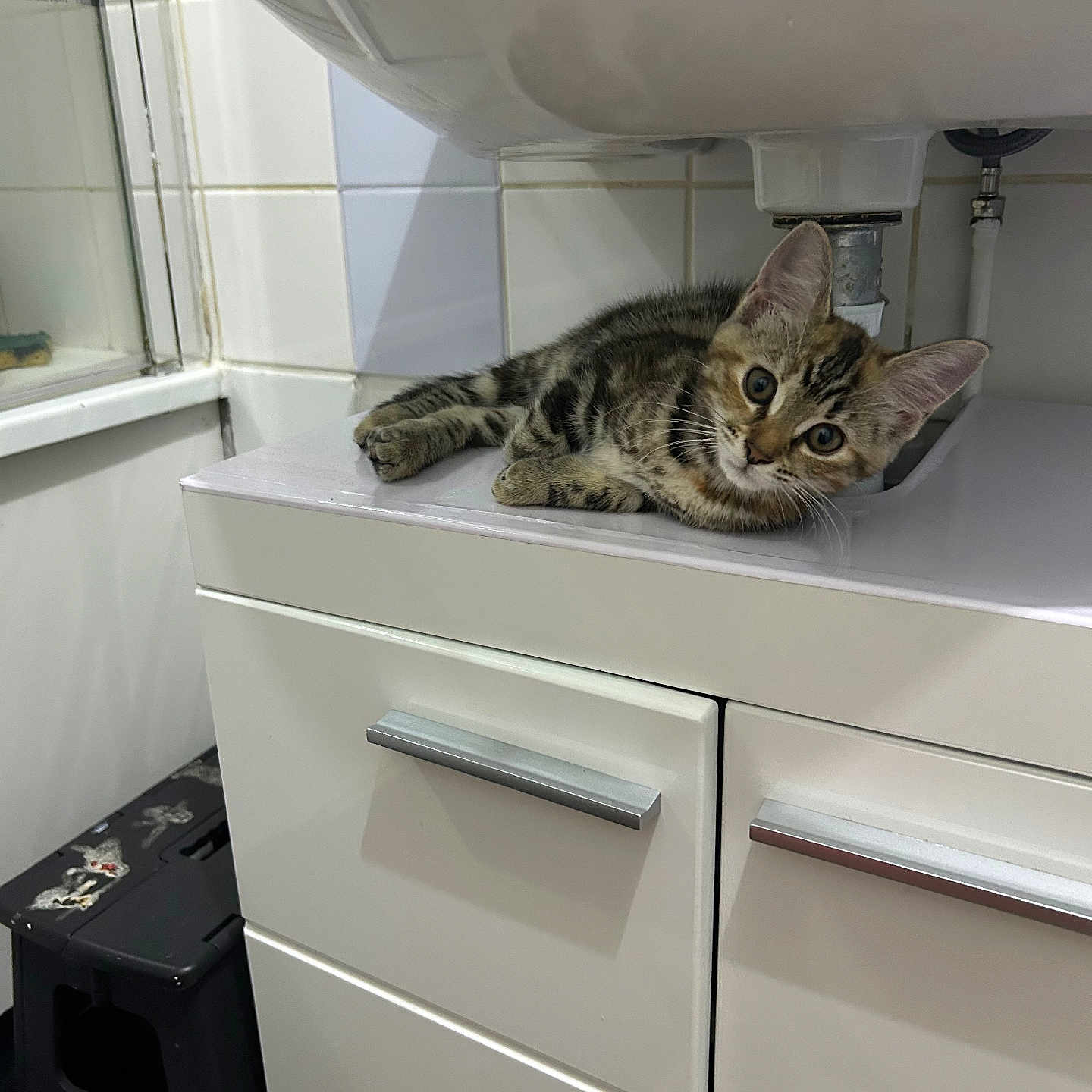 Mimi participe au concours pour gagner de l'argent avec cette photo : kitten, cat, tabby, bathroom, sink, cabinet, tile, plumbing, white, curious, lying_down, pet, indoor, young, animal, fur, wide_eyes, mischievous, clean, domestic