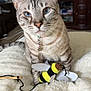Akaza is registered to the contest to win money with this photo: cat, tabby_cat, blue_eyes, collar, plush_toy, bee_toy, blanket, indoor, living_room, furniture, cabinet, curious, pet, animal, closeup, whiskers, soft_texture, cozy, domestic_cat, cute