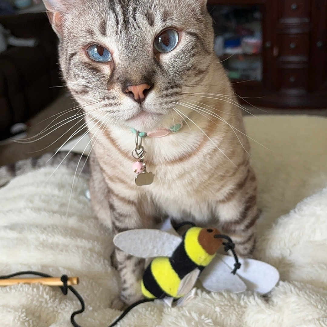 Akaza is registered to the contest to win money with this photo: animal, bee_toy, blanket, blue_eyes, cabinet, cat, closeup, collar, cozy, curious, cute, domestic_cat, furniture, indoor, living_room, pet, plush_toy, soft_texture, tabby_cat, whiskers