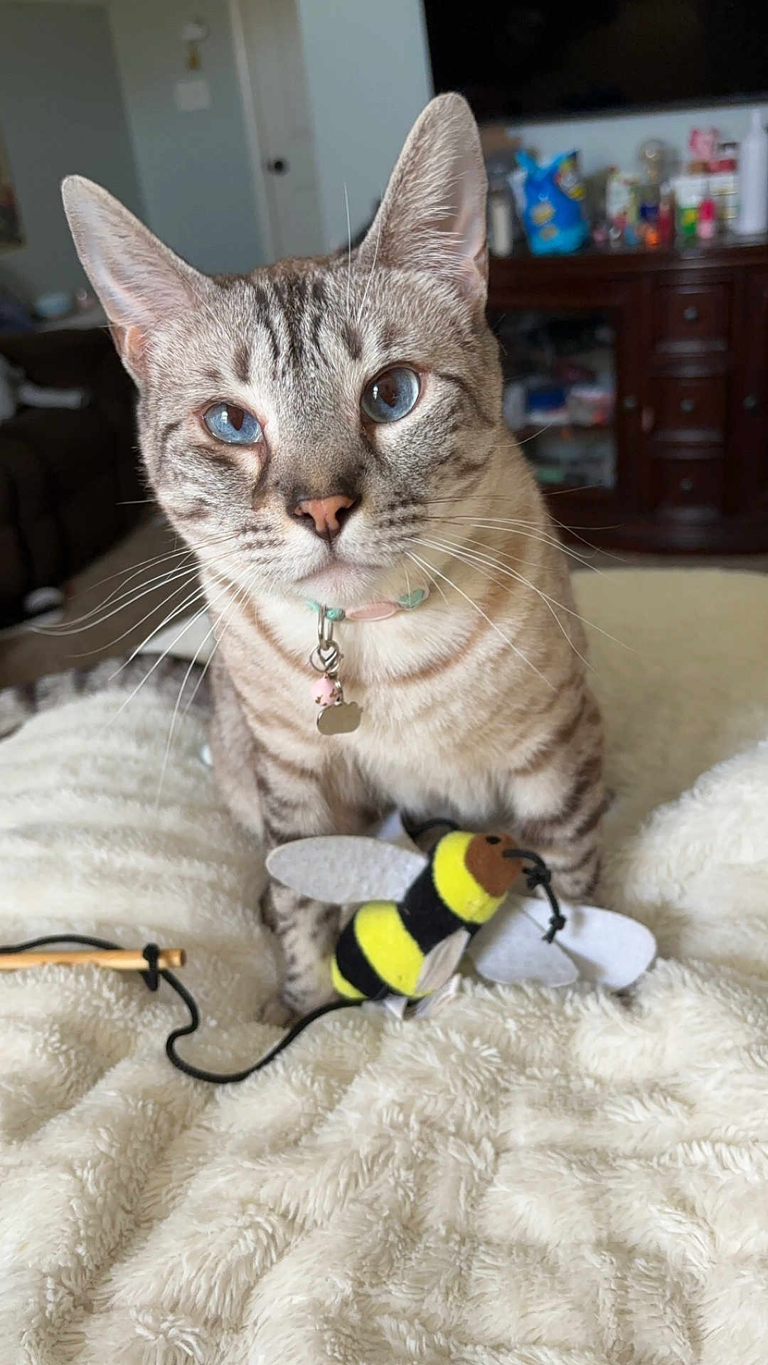 Akaza is registered to the contest to win money with this photo: cat, tabby_cat, blue_eyes, collar, plush_toy, bee_toy, blanket, indoor, living_room, furniture, cabinet, curious, pet, animal, closeup, whiskers, soft_texture, cozy, domestic_cat, cute
