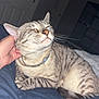 Akaza is registered to the contest to win money with this photo: cat, tabby_cat, pet, collar, resting, indoor, hand, scratching, content, feline, whiskers, ears, closed_eyes, fur, striped, bed, blanket, comfort, cozy, relaxed