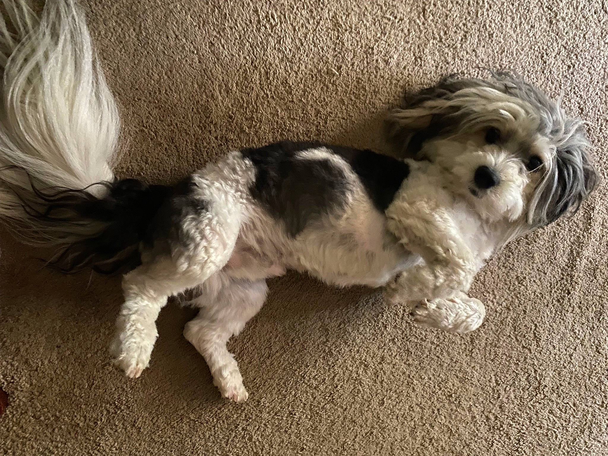 Cocoa is registered to the contest to win money with this photo: canidae, carnivore, companion_dog, dog, dog_breed, dog_collar, dog_supply, fur, mal_shi, maltepoo, paw, puppy_love, shih_poo, small_terrier, snout, sporting_group, tail, terrier, toy_dog, working_animal