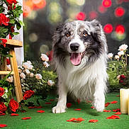 Prince participe au concours pour gagner de l'argent avec cette photo : dog, border_collie, flowers, roses, green_carpet, candles, lantern, pet, animal, happy, tongue_out, fur, portrait, indoor, decor, romantic, nature, plant, pet_portrait, cute
