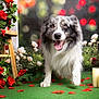 dog, border_collie, flowers, roses, green_carpet, candles, lantern, pet, animal, happy, tongue_out, fur, portrait, indoor, decor, romantic, nature, plant, pet_portrait, cute