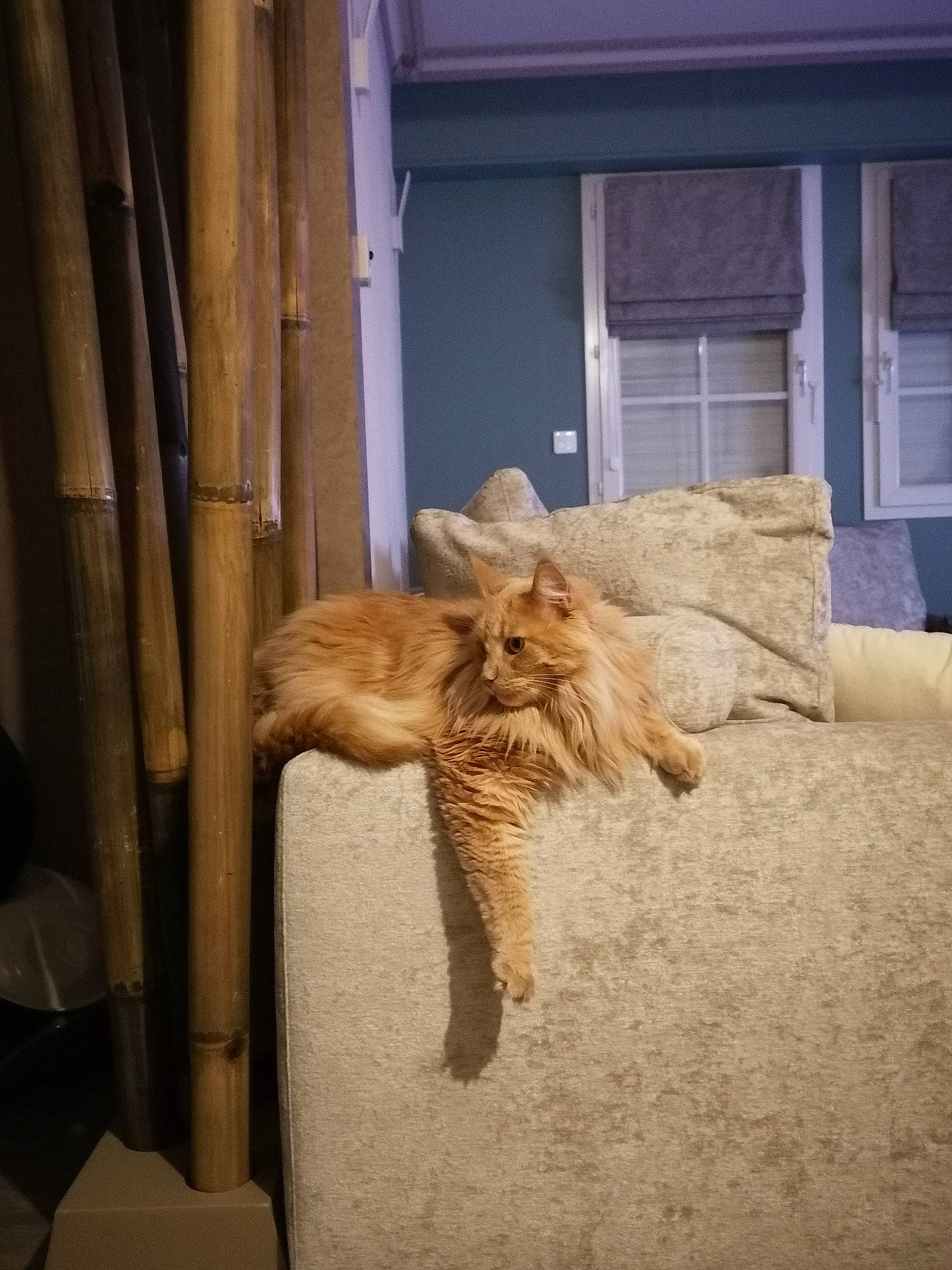 Perla a rejoint le concours — aidez-le/la à gagner de superbes lots ! cairn_terrier, canidae, carnivore, cat, dog, fawn, fur, long_hair, organism, tail, wood