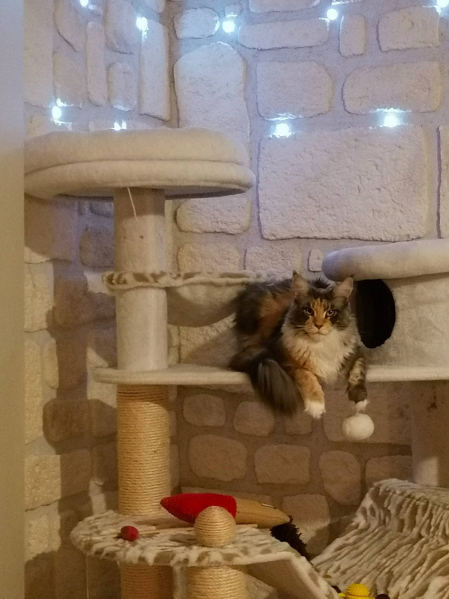 Joy participe au concours pour gagner de l'argent avec cette photo : carnivore, cat, fawn, felidae, interior_design, kitten, maine_coon, norwegian_forest_cat, small_to_medium_sized_cats, whiskers