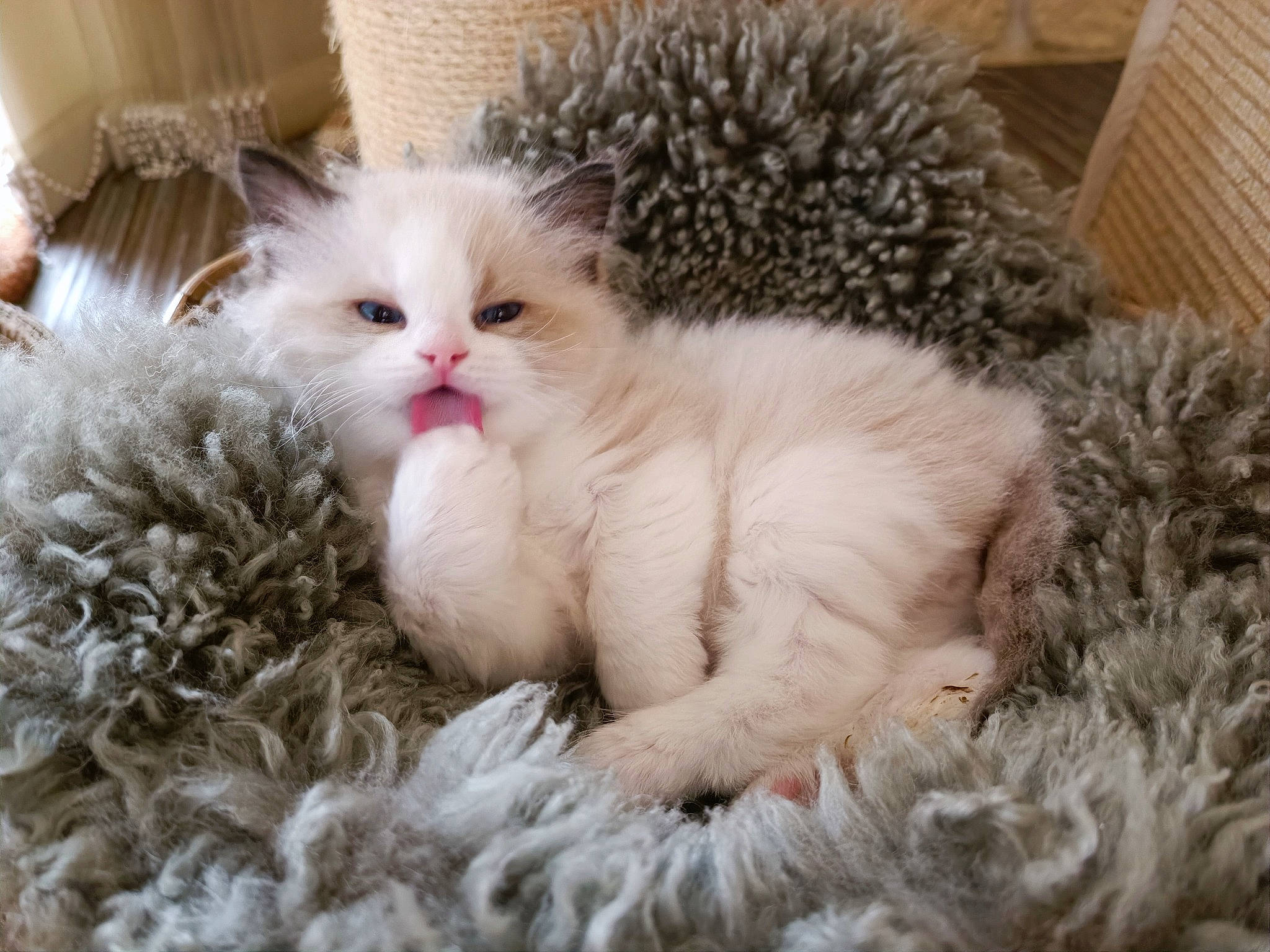 Willy a rejoint le concours — aidez-le/la à gagner de superbes lots ! carnivore, cat, cat_bed, cat_supply, claw, comfort, fawn, felidae, fur, laperm, mammal, nap, paw, ragdoll, small_to_medium_sized_cats, snout, tail, terrestrial_animal, whiskers