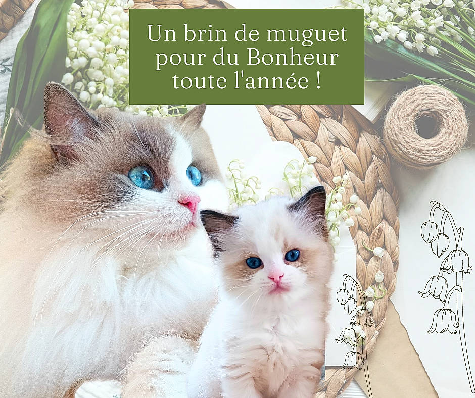 Willy a rejoint le concours — aidez-le/la à gagner de superbes lots ! art, carnivore, cat, circle, fawn, felidae, font, fur, graphics, happy, pattern, paw, photo_caption, plant, publication, small_to_medium_sized_cats, tail, vertebrate, whiskers, wood