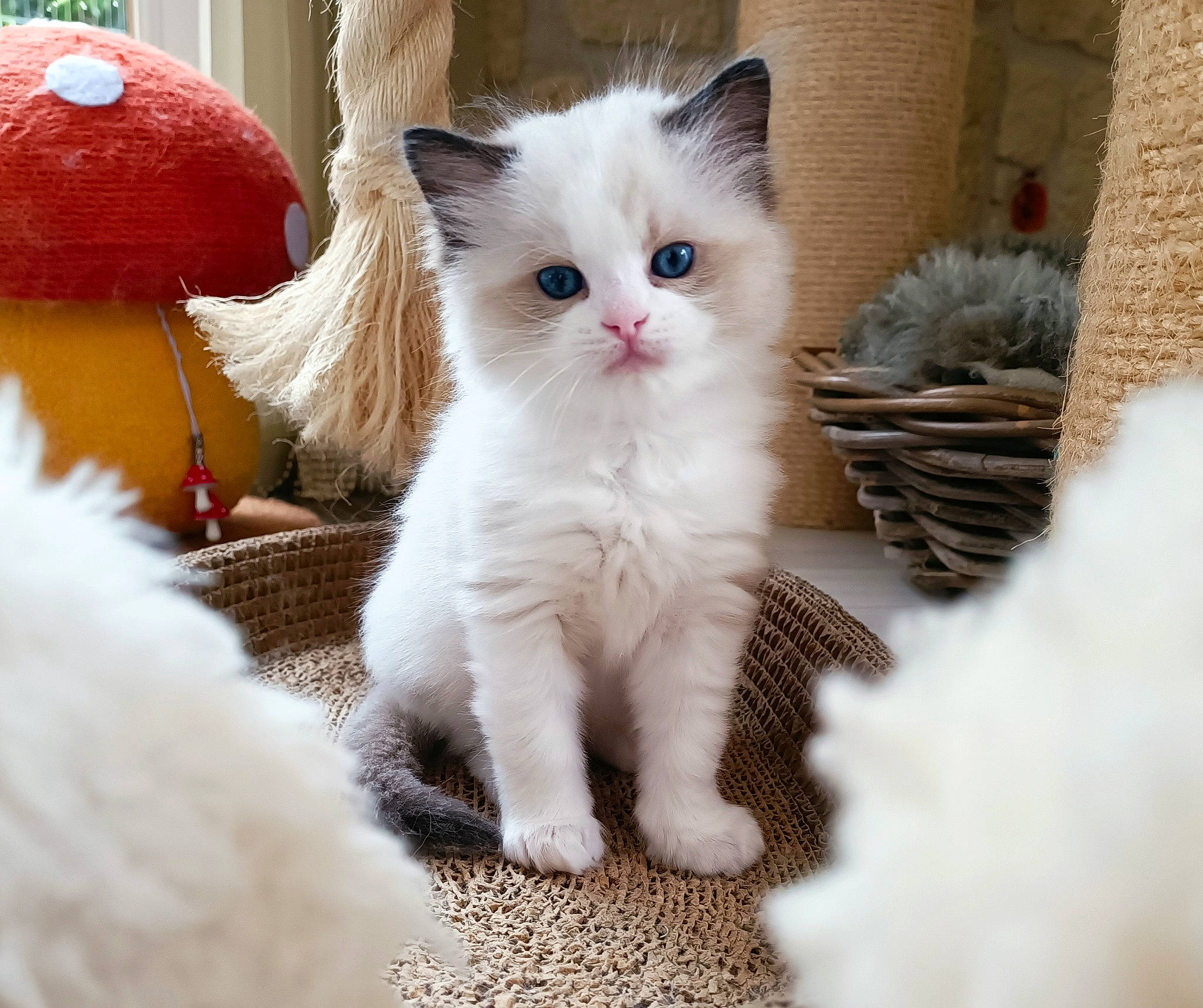 Willy a rejoint le concours — aidez-le/la à gagner de superbes lots ! carnivore, cat, claw, coquelicot, domestic_short_haired_cat, fawn, felidae, fur, paw, small_to_medium_sized_cats, snout, tail, whiskers, window