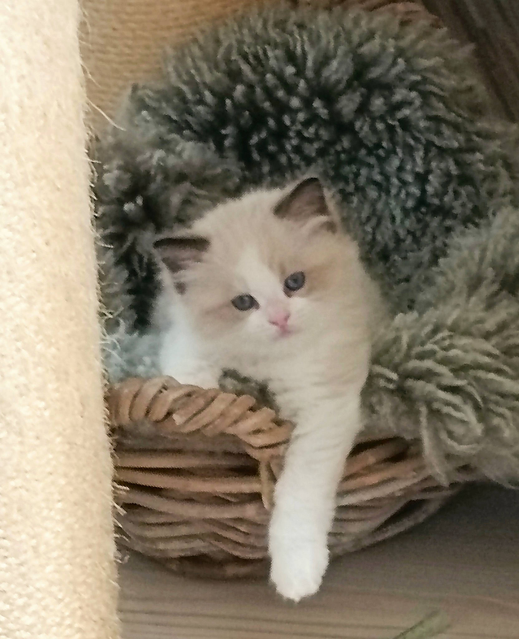 Willy a rejoint le concours — aidez-le/la à gagner de superbes lots ! carnivore, cat, cat_bed, claw, comfort, domestic_short_haired_cat, fawn, felidae, fur, grey, mammal, paw, small_to_medium_sized_cats, snout, tail, terrestrial_animal, vertebrate, whiskers, window, wood