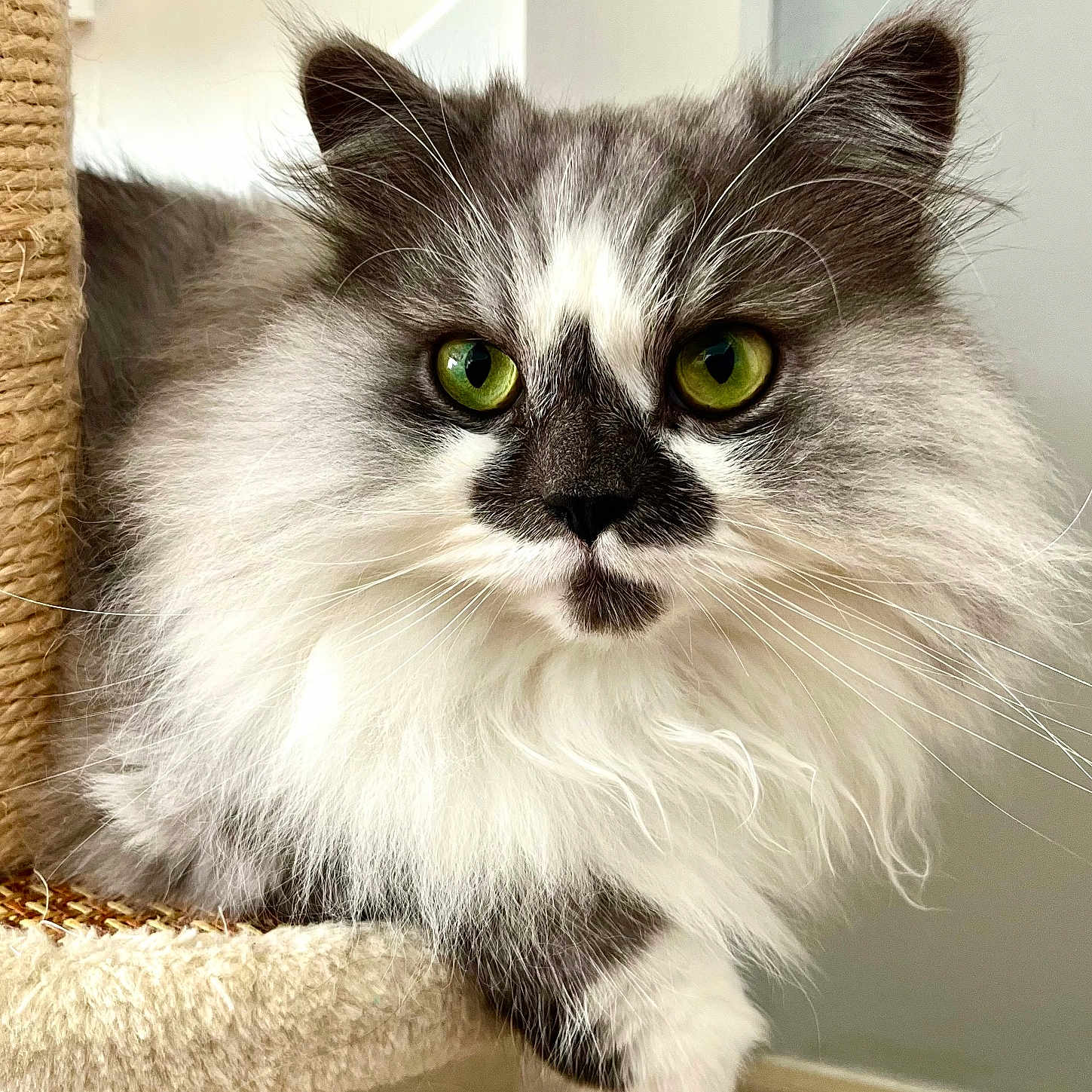 Tao a rejoint le concours — aidez-le/la à gagner de superbes lots ! animal, cat, cat_tree, close_up, curious, cute, domestic_cat, feline, fluffy, fur, gray_and_white, green_eyes, indoor, looking, pet, portrait, relaxed, resting, soft, whiskers