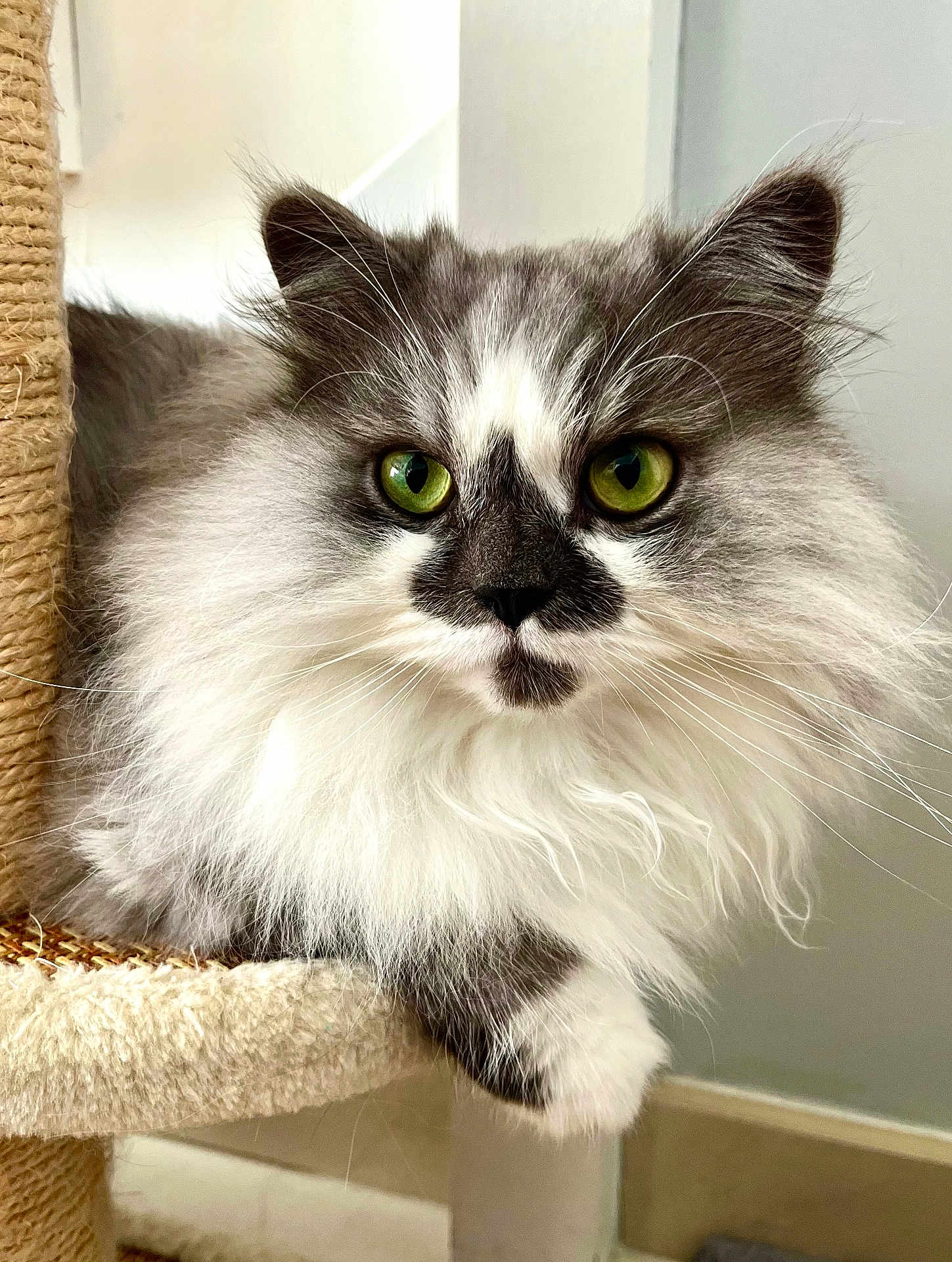 Tao a rejoint le concours — aidez-le/la à gagner de superbes lots ! cat, fluffy, green_eyes, feline, pet, indoor, animal, whiskers, fur, cute, relaxed, cat_tree, close_up, portrait, domestic_cat, gray_and_white, soft, resting, looking, curious