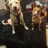 dog, pets, bed, black_bedspread, indoor, happy, tongue_out, ears_up, two_dogs, brown_dog, white_dog, collar, harness, furniture, blanket, laundry, person, carpet, home, casual