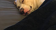 Harvey is registered to the contest to win money with this photo: dog, sleeping, blanket, bed, ear, indoor, cozy, rest, pet, home, furniture, table, gaming_console, photo_frame, couch, black_blanket, relaxing, light, animal, nose