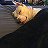 dog, sleeping, blanket, bed, ear, indoor, cozy, rest, pet, home, furniture, table, gaming_console, photo_frame, couch, black_blanket, relaxing, light, animal, nose