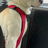 dog, red_harness, car_interior, window, seat, white_dog, pet, animal, looking_out, side_view, vehicle, domestic_animal, fur, sitting, restraint, transportation, companion, canine, alert, indoors