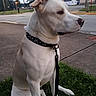 dog, white_dog, sitting, collar, leash, grass, sidewalk, street, residential_area, outdoor, daytime, quiet, calm, pet, canine, suburban, pavement, house, trees, stop_sign