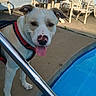 dog, pool, water, patio, plastic_chairs, table, harness, tongue_out, sunny, outdoor, concrete, ear_flap, pet, canine, happy, daylight, sidewalk, leisure, summer, animal
