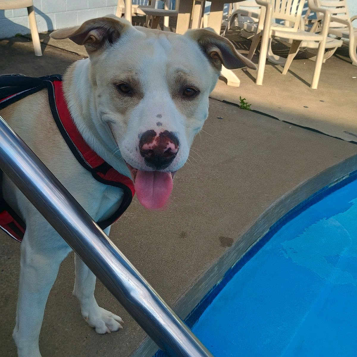 Harvey