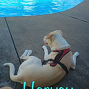 Harvey is registered to the contest to win money with this photo: dog, pool, water, concrete, harness, outdoor, pet, animal, relaxing, sunny, blue, daytime, sidewalk, canine, leisure, summer, quiet, resting, back_view, pavement