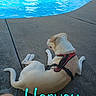 dog, pool, water, concrete, harness, outdoor, pet, animal, relaxing, sunny, blue, daytime, sidewalk, canine, leisure, summer, quiet, resting, back_view, pavement