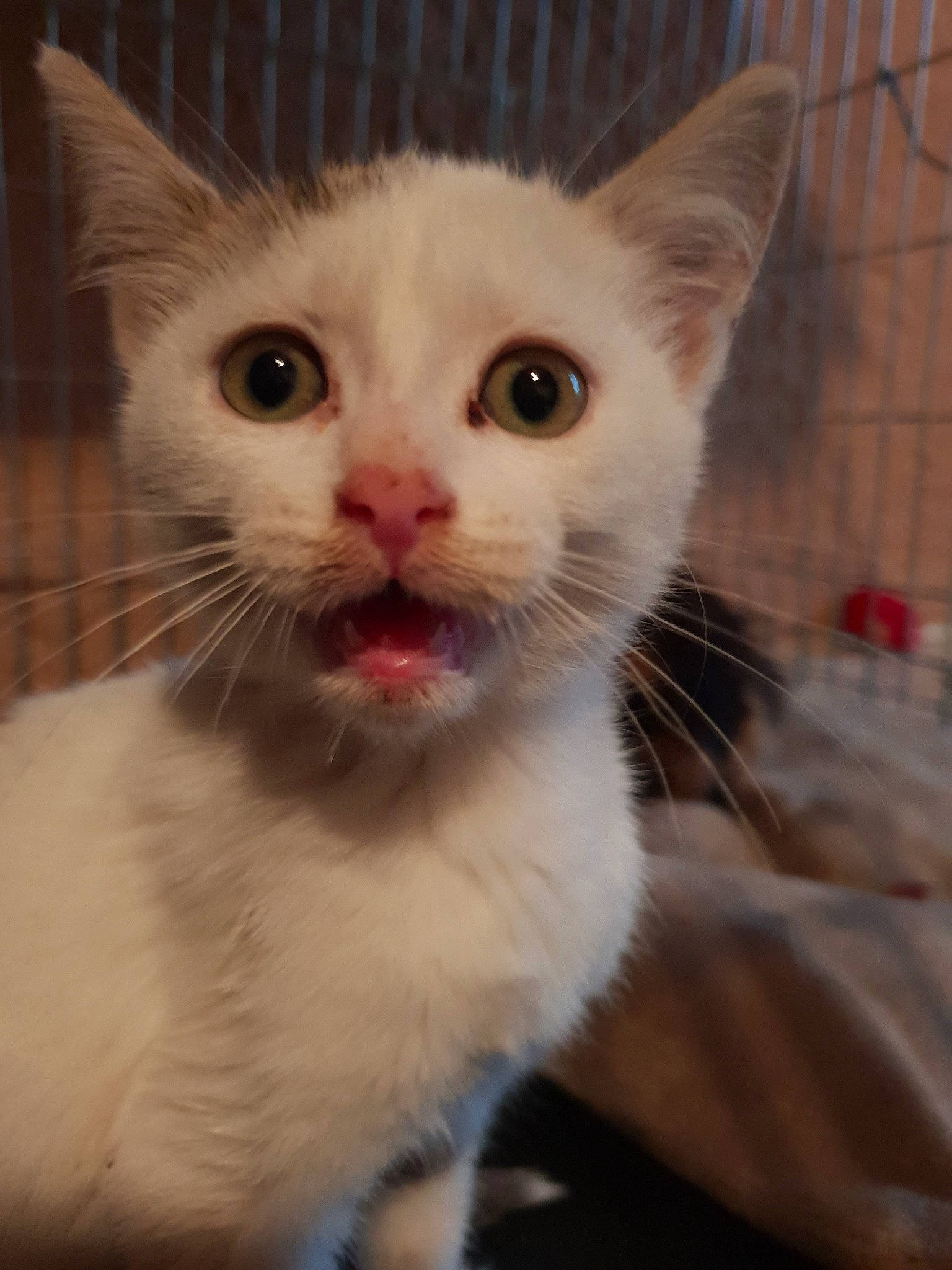 Blanche participe au concours pour gagner de l'argent avec cette photo : aegean_cat, burmilla, cat, cat_like_mammal, domestic_short_haired_cat, eye, khao_manee, kitten, person, ragdoll, small_to_medium_sized_cats, snout, snowshoe, whiskers