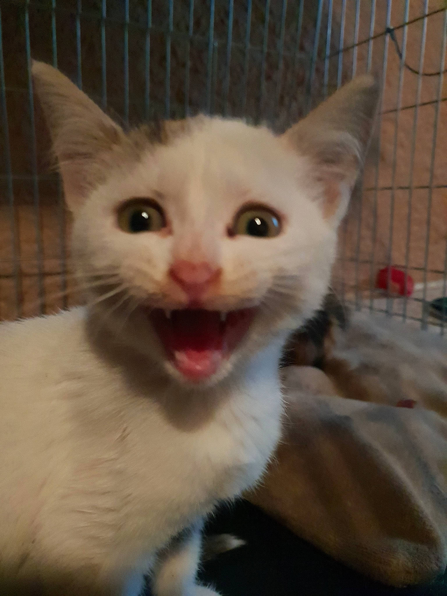 Blanche participe au concours pour gagner de l'argent avec cette photo : aegean_cat, cat, cat_like_mammal, domestic_short_haired_cat, eye, face, khao_manee, kitten, person, small_to_medium_sized_cats, snout, snowshoe, turkish_van, whiskers