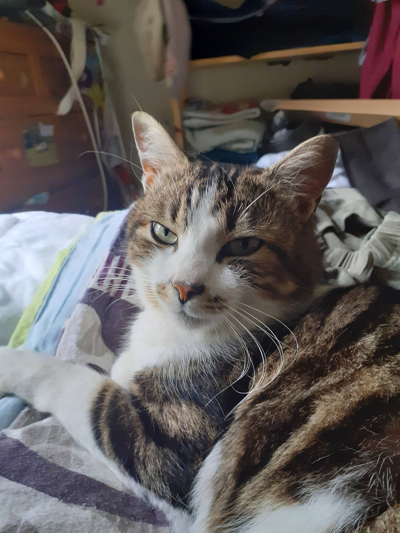 Jessy a rejoint le concours — aidez-le/la à gagner de superbes lots ! aegean_cat, american_shorthair, american_wirehair, asian, carnivore, cat, domestic_short_haired_cat, dragon_li, egyptian_mau, european_shorthair, felidae, fur, kitten, mammal, small_to_medium_sized_cats, tabby_cat, whiskers