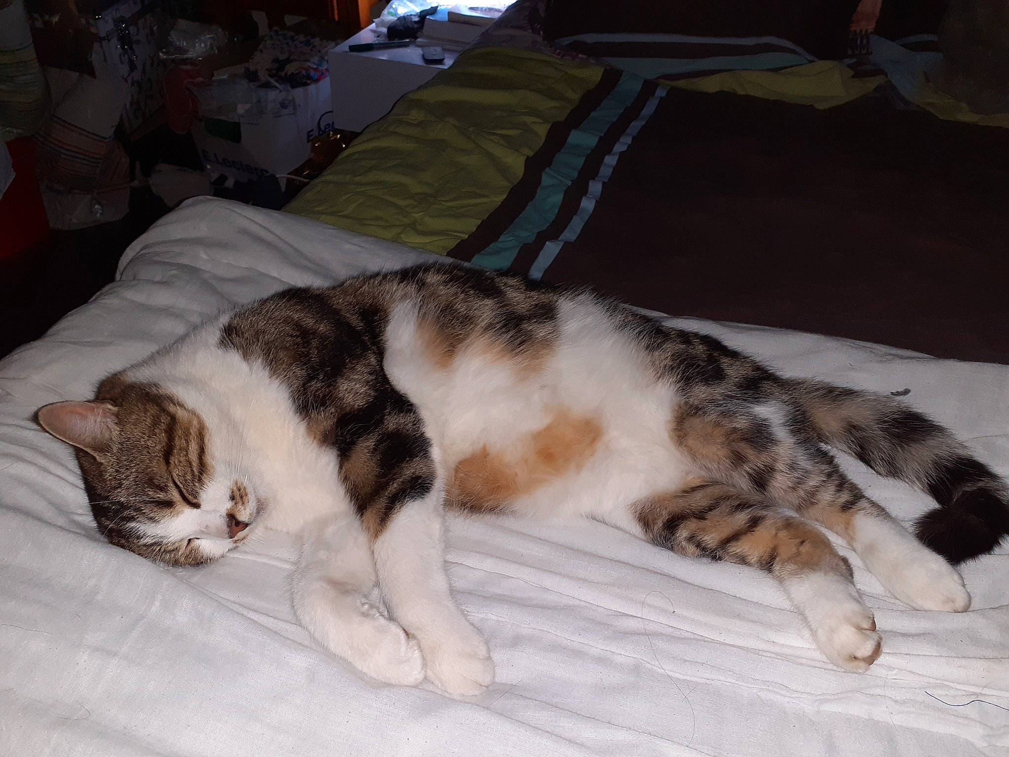 Jessy participe au concours pour gagner de l'argent avec cette photo : aegean_cat, american_wirehair, carnivore, cat, domestic_short_haired_cat, dragon_li, european_shorthair, felidae, fur, kitten, mammal, nap, sleep, small_to_medium_sized_cats, tail, whiskers