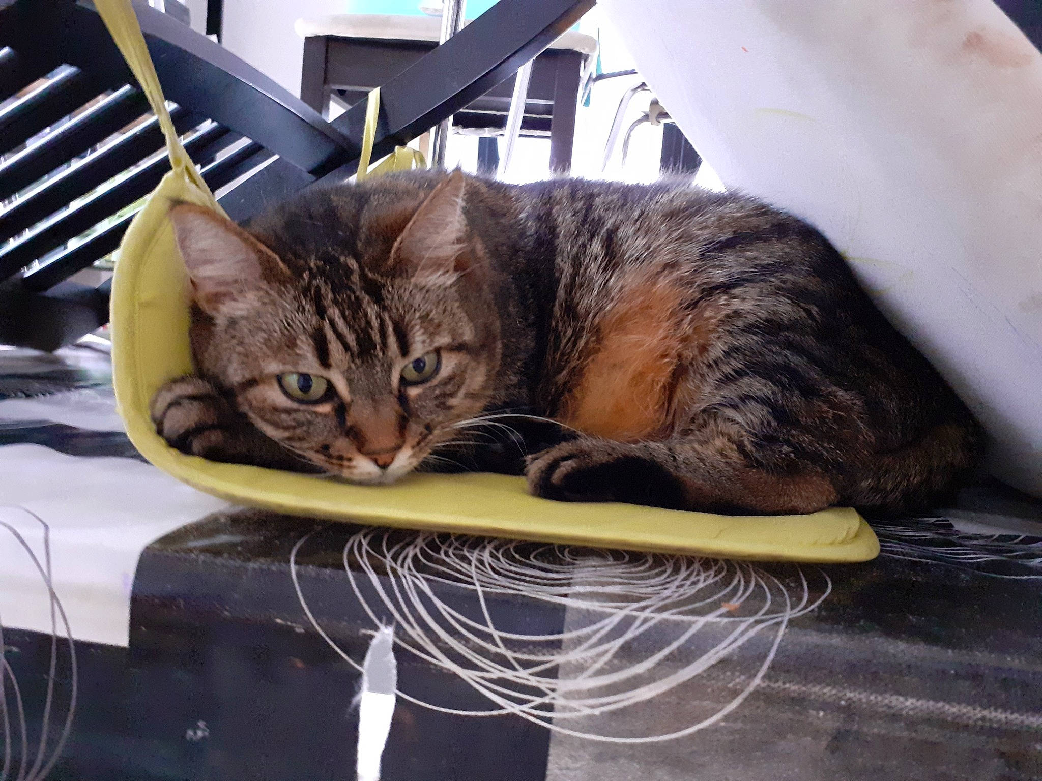 Minette participe au concours pour gagner de l'argent avec cette photo : aegean_cat, american_shorthair, asian, bengal, california_spangled, carnivore, cat, domestic_short_haired_cat, dragon_li, european_shorthair, felidae, fur, ocicat, small_to_medium_sized_cats, tabby_cat, toyger, whiskers