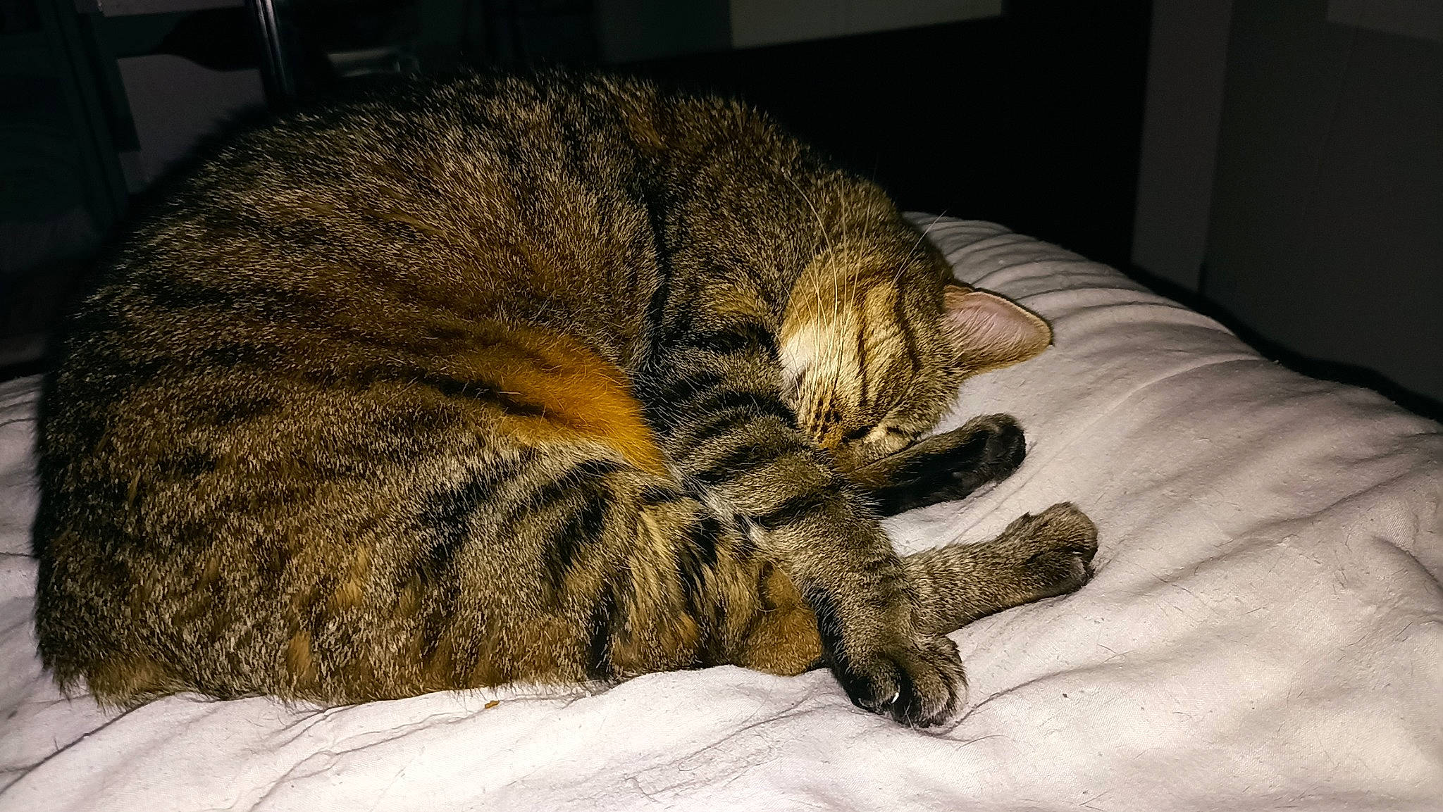 Minette participe au concours pour gagner de l'argent avec cette photo : bed, bedding, big_cats, carnivore, cat, claw, comfort, domestic_short_haired_cat, eye, fawn, felidae, fur, linens, nap, paw, small_to_medium_sized_cats, tail, terrestrial_animal, whiskers, wildlife