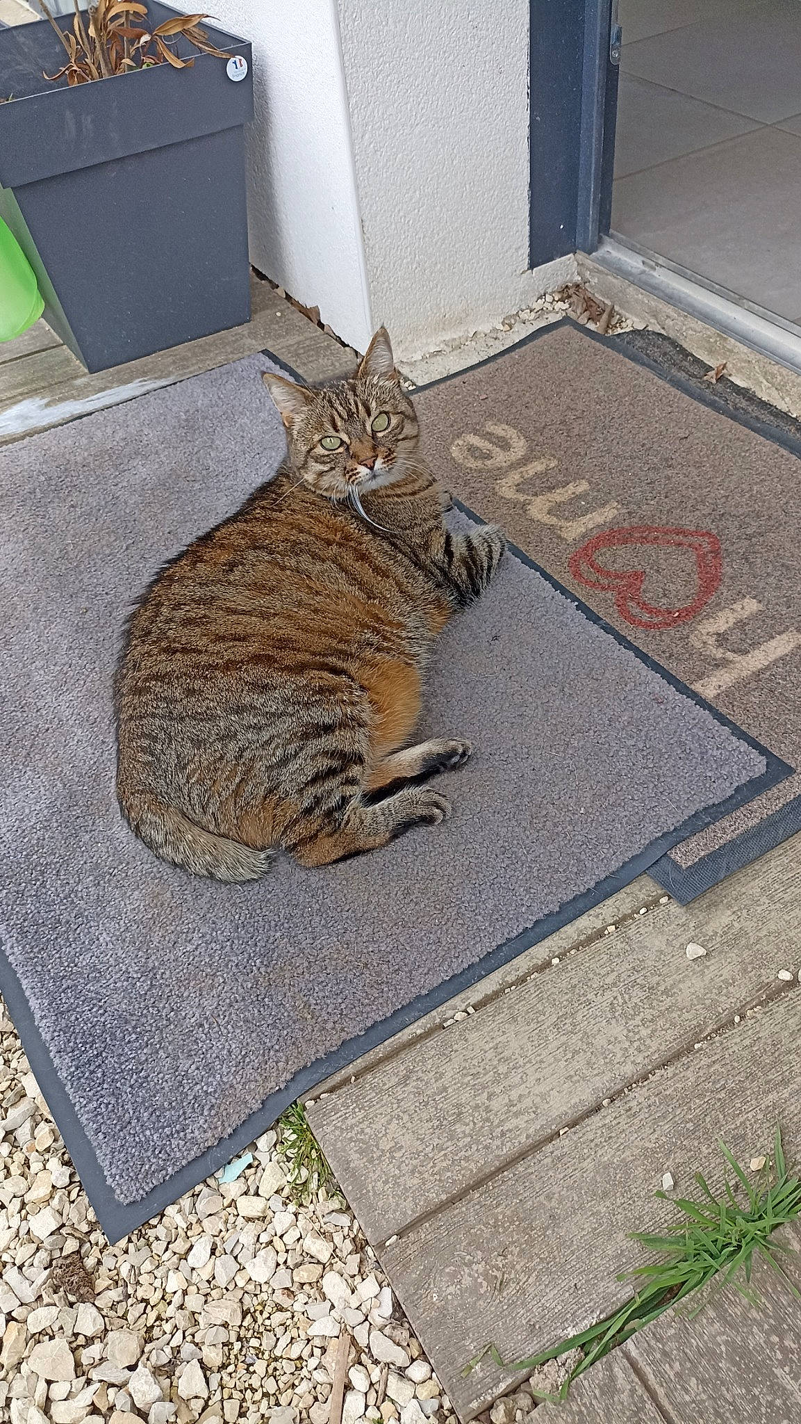 Minette participe au concours pour gagner de l'argent avec cette photo : asphalt, carnivore, cat, domestic_short_haired_cat, fawn, felidae, flagstone, floor, flooring, fur, grass, grey, road_surface, sidewalk, sitting, small_to_medium_sized_cats, snout, tail, terrestrial_animal, whiskers