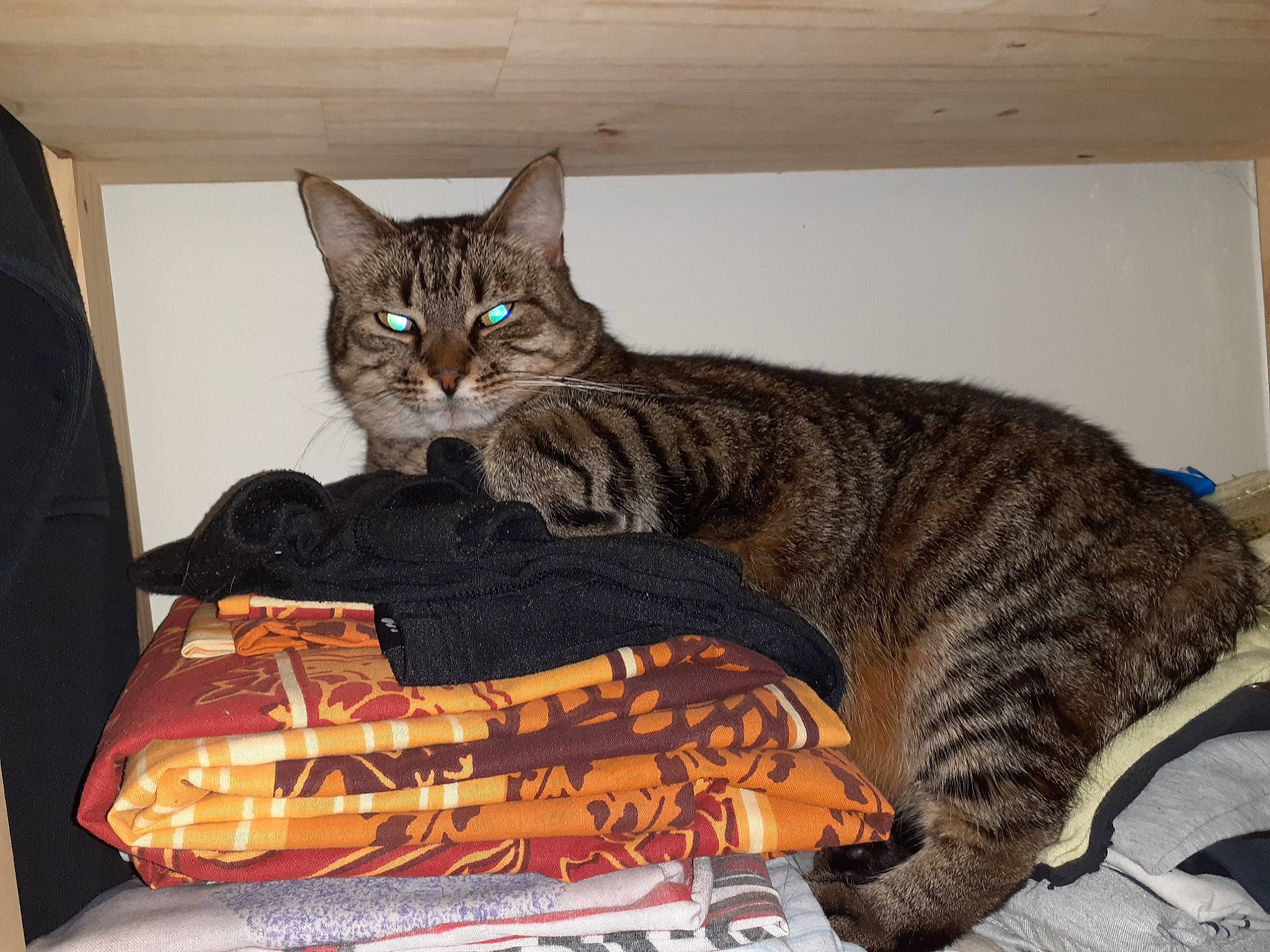 Minette participe au concours pour gagner de l'argent avec cette photo : american_shorthair, arabian_mau, asian, bengal, california_spangled, carnivore, cat, domestic_short_haired_cat, dragon_li, european_shorthair, felidae, kitten, mammal, ocicat, pixie_bob, small_to_medium_sized_cats, tabby_cat, toyger, vertebrate, whiskers